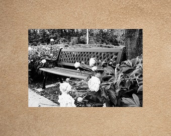 Park Bench Black and White Photo Postcard, B & W Postcards