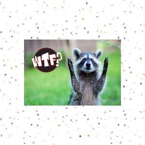 Awesome Humorous Postcard, WTF Postcards, Funny Raccoon Humor Postcard, Postcrossing, Snail Mail, Postcard Art, Naughty Humor