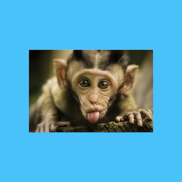 Monkey With Tongue Art Etsy