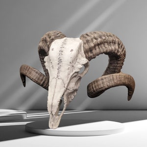 May include: An off-white ram skull with prominent, curved, brown horns. The skull is presented on a white, circular platform against a neutral grey background. The texture of the skull and the ridges on the horns are clearly visible.
