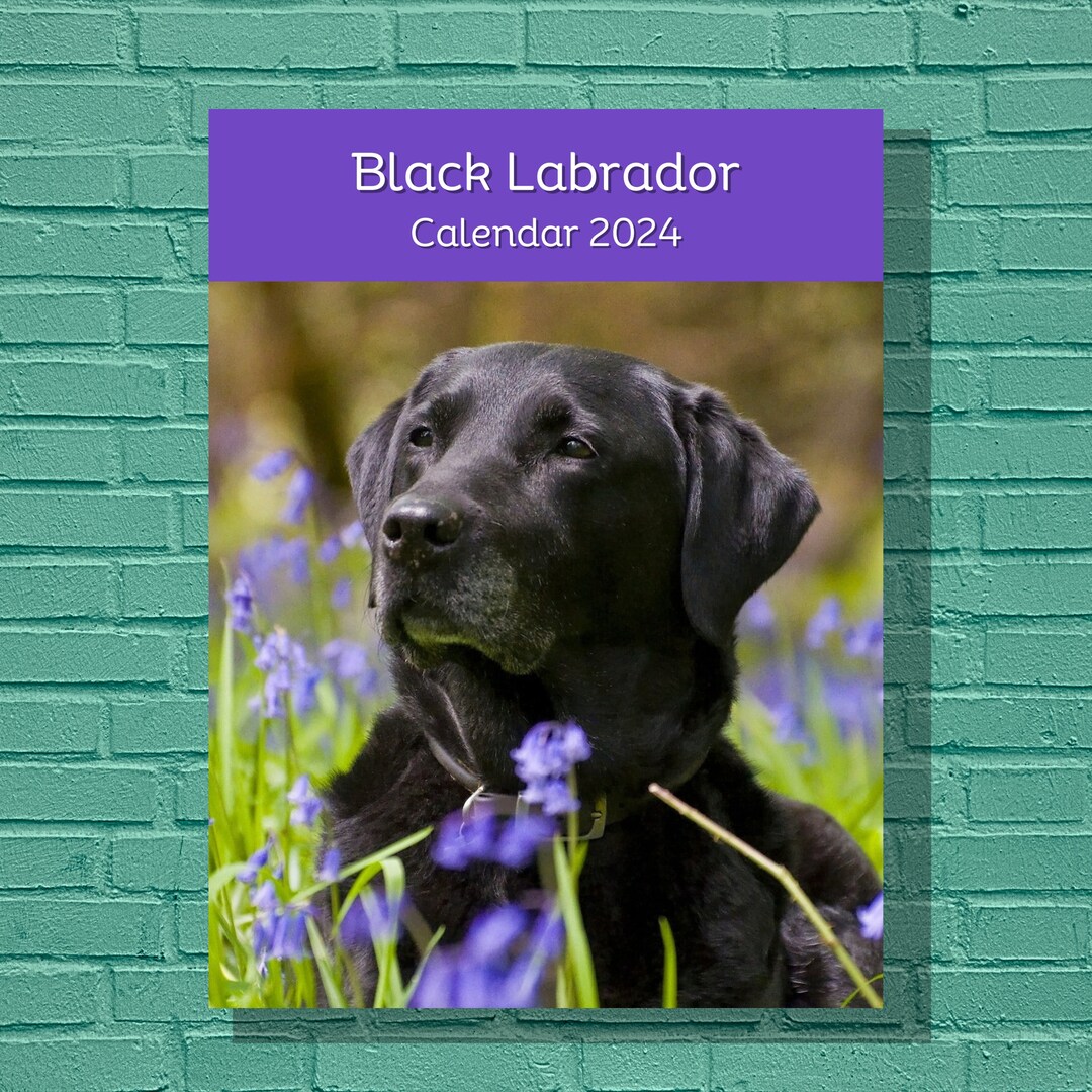 Black Labrador 2024 Calendar Etsy