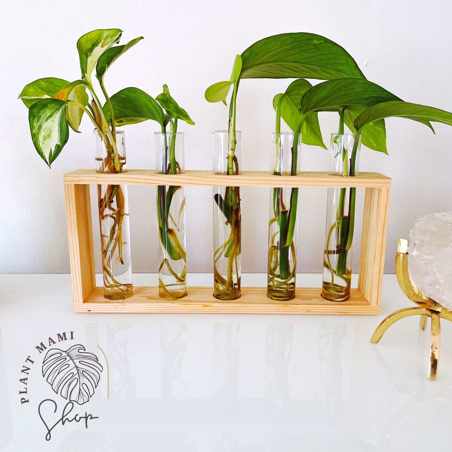 Propagation station Plant tubes Glass Propagation Vase Etsy