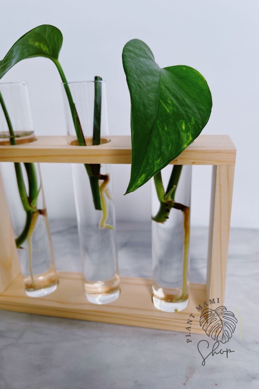 Propagation station Plant tubes Glass Propagation Vase Etsy
