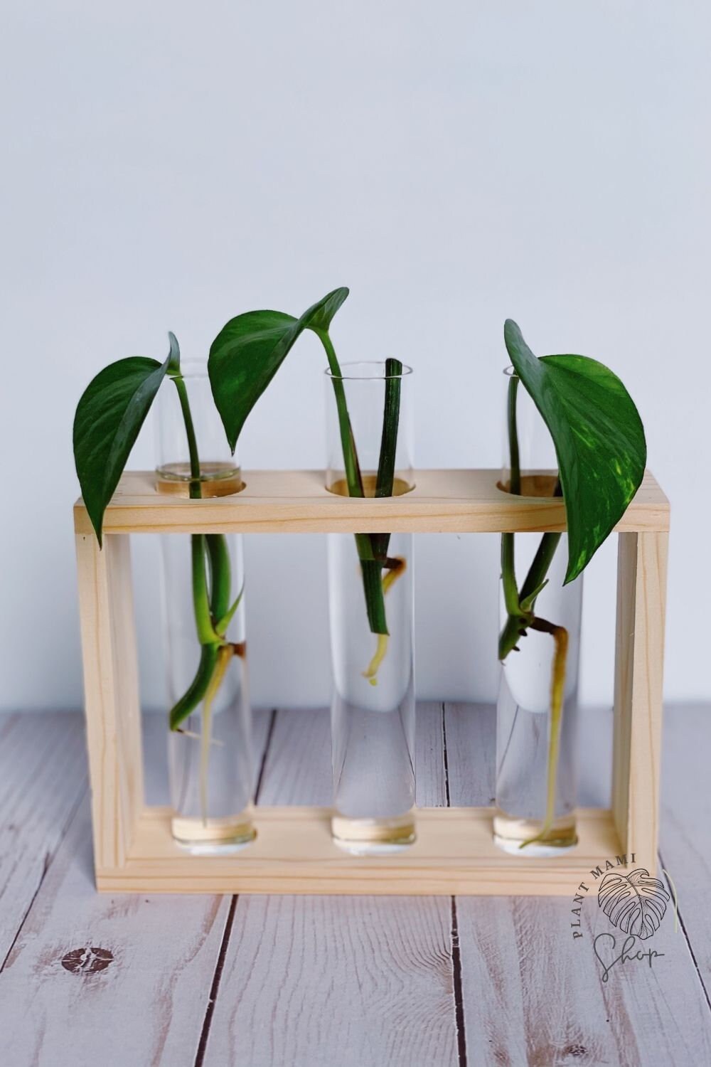 Propagation station Plant tubes Glass Propagation Vase Etsy