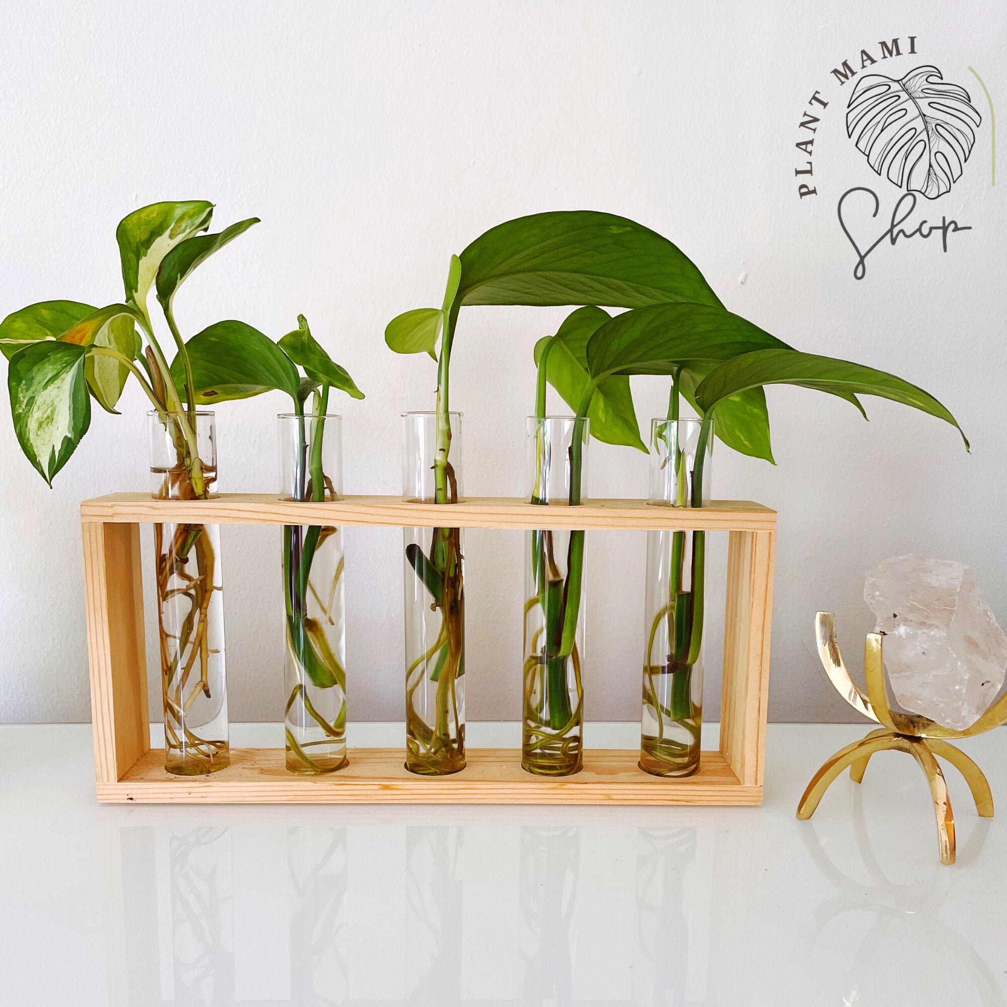 Propagation station Plant tubes Glass Propagation Vase Etsy