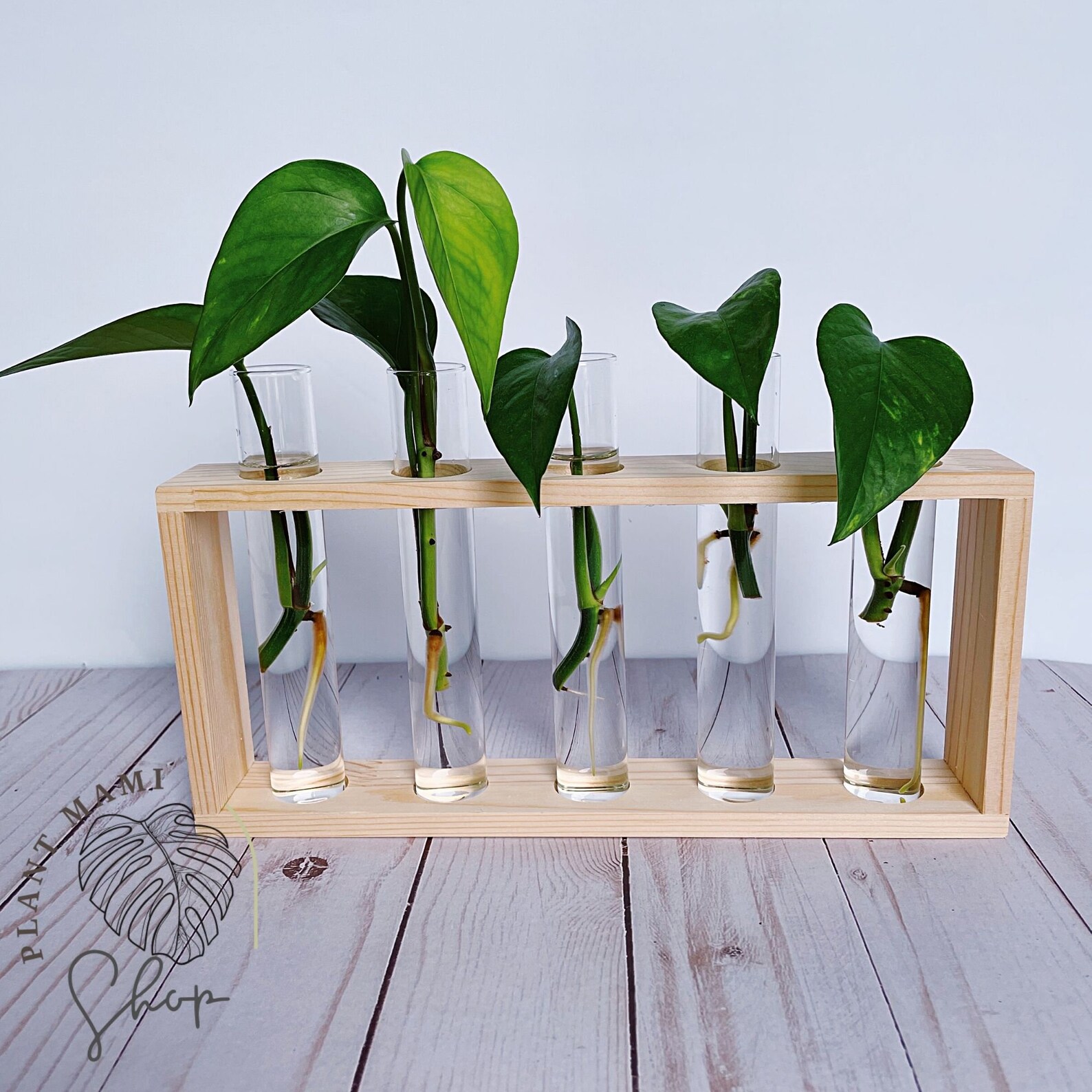 Propagation station Plant tubes Glass Propagation Vase Etsy