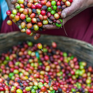 A large collection of raw coffee cherries in various stages of ripeness, ranging from bright green and yellow to deep red and dark purple, held in cupped palms and falling into a large, woven, circular basket filled with more cherries.