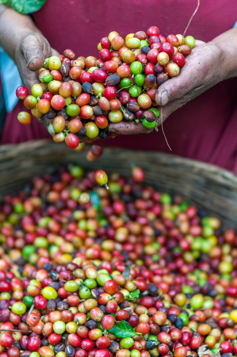 A large collection of raw coffee cherries in various stages of ripeness, ranging from bright green and yellow to deep red and dark purple, held in cupped palms and falling into a large, woven, circular basket filled with more cherries.