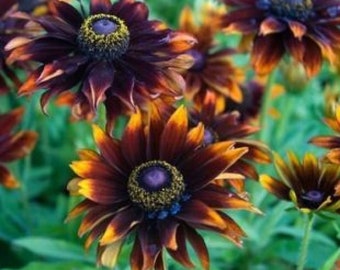 Rudbeckia Seeds Etsy