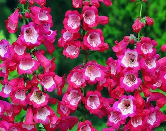 Penstemon Seeds Etsy