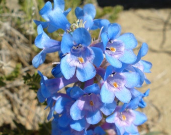 Penstemon Seeds Etsy