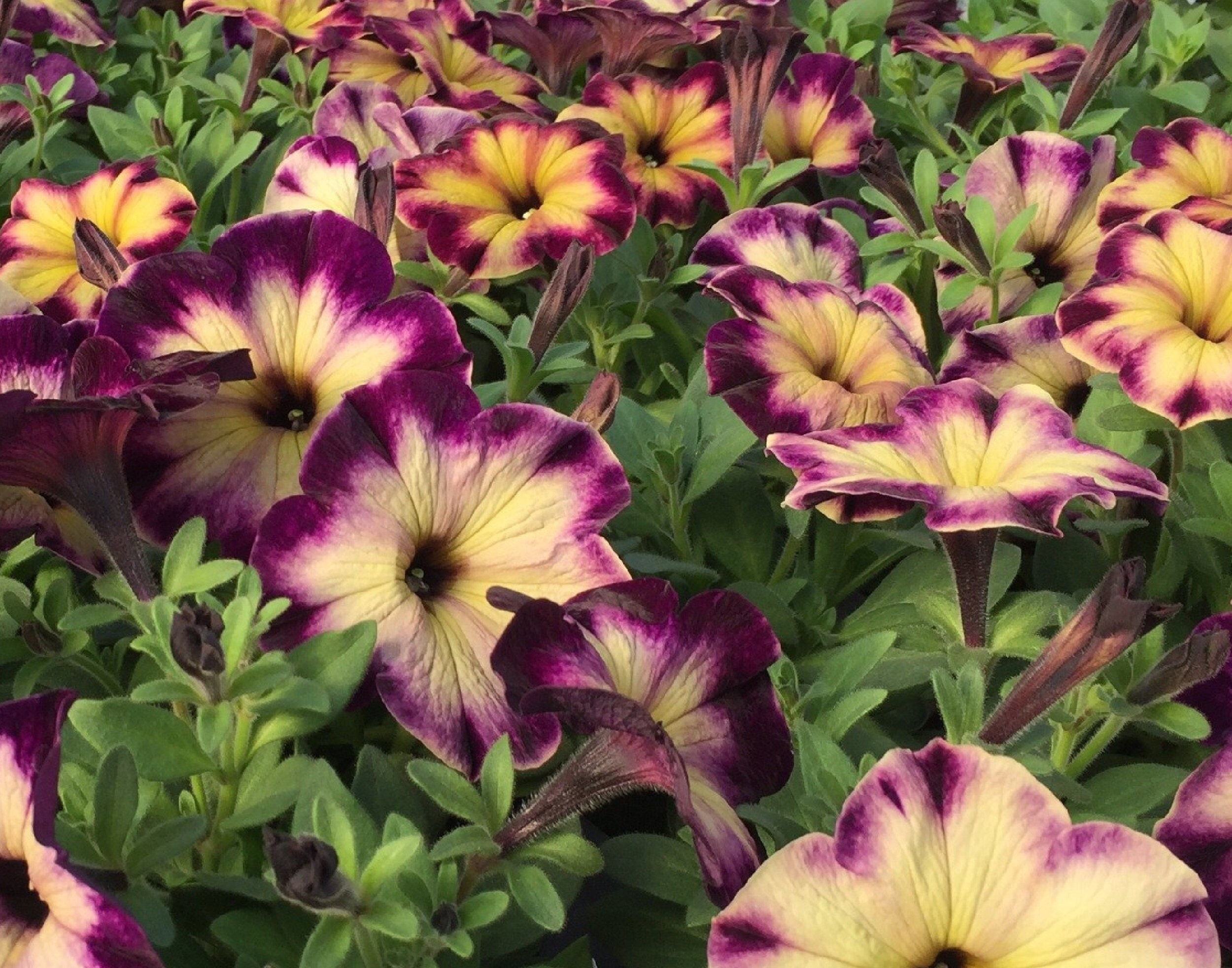 Petunia Hybrid Moon Bloom 120 Semillas Etsy