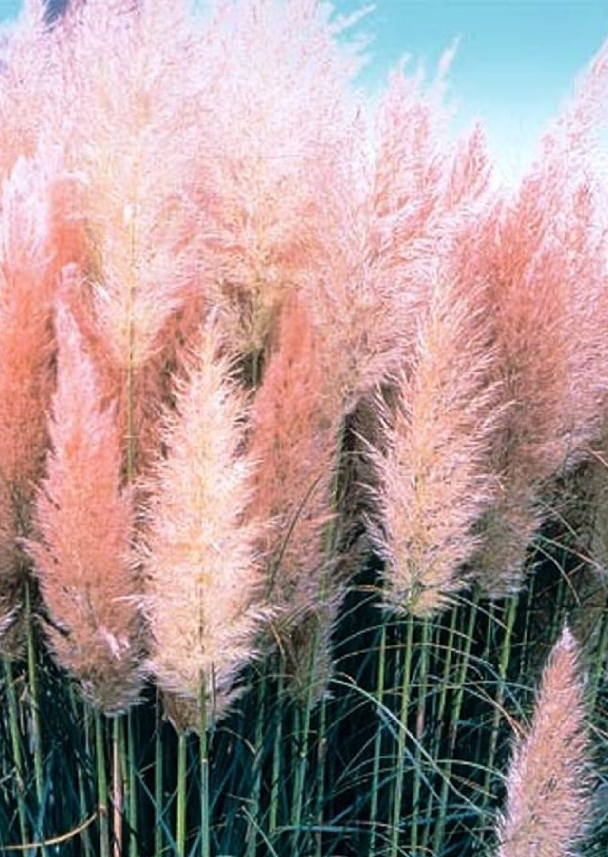 Pampas Grass Pink 30 Seeds Etsy