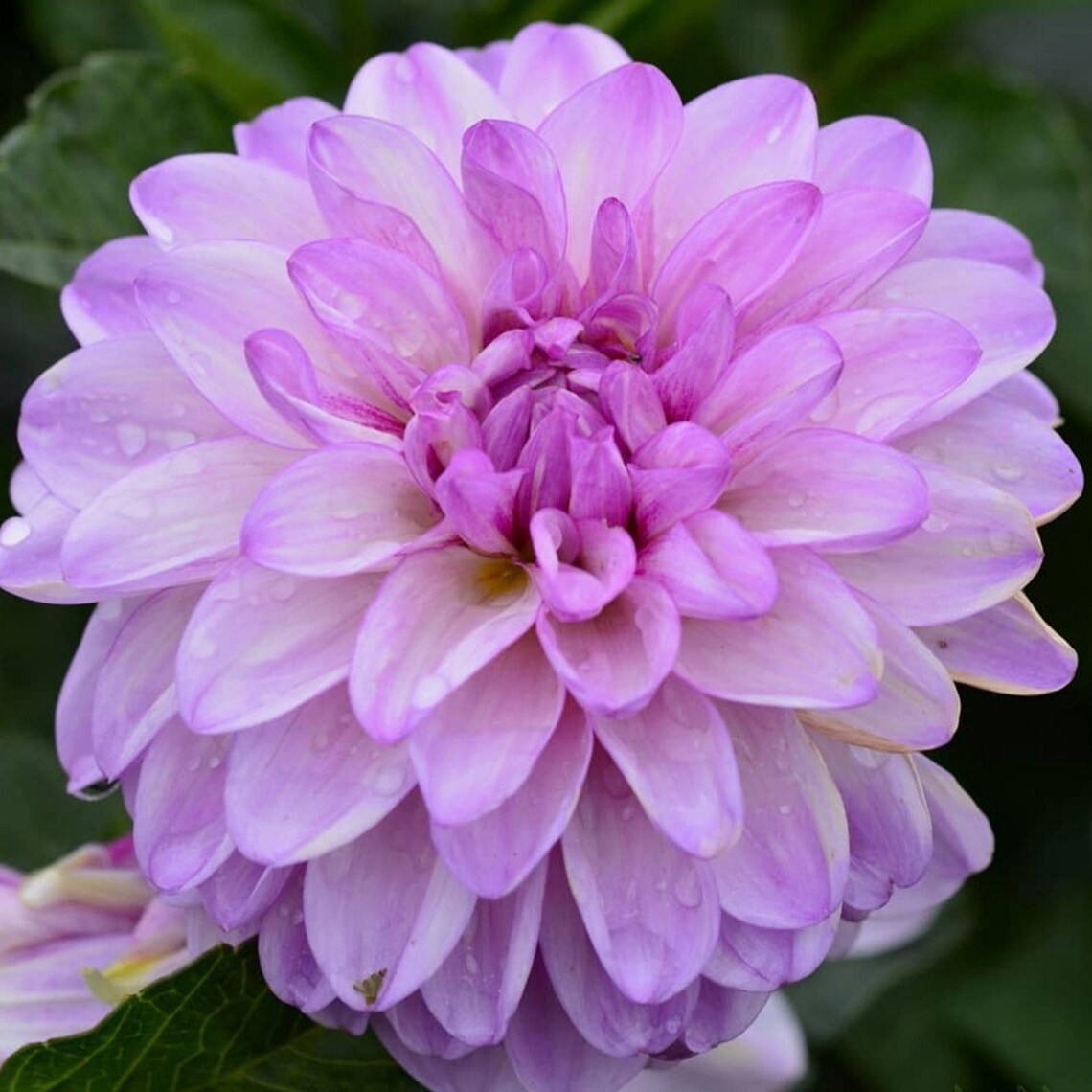 Dahlia Blue Wish 60 Seeds Etsy