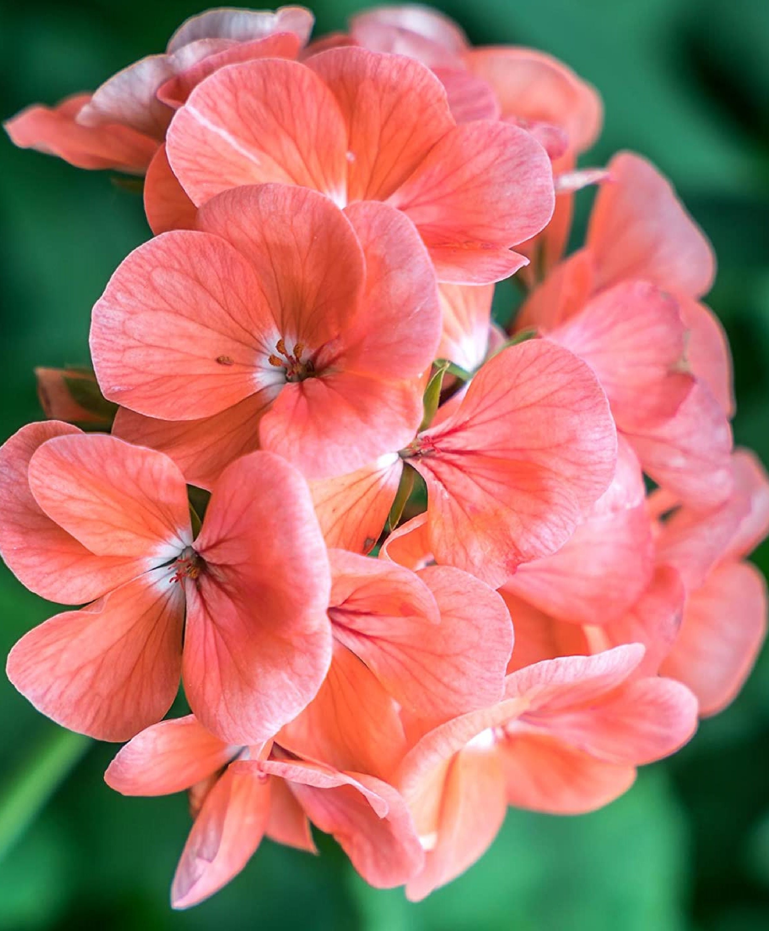 Salmon Geranium 10 Seeds Etsy
