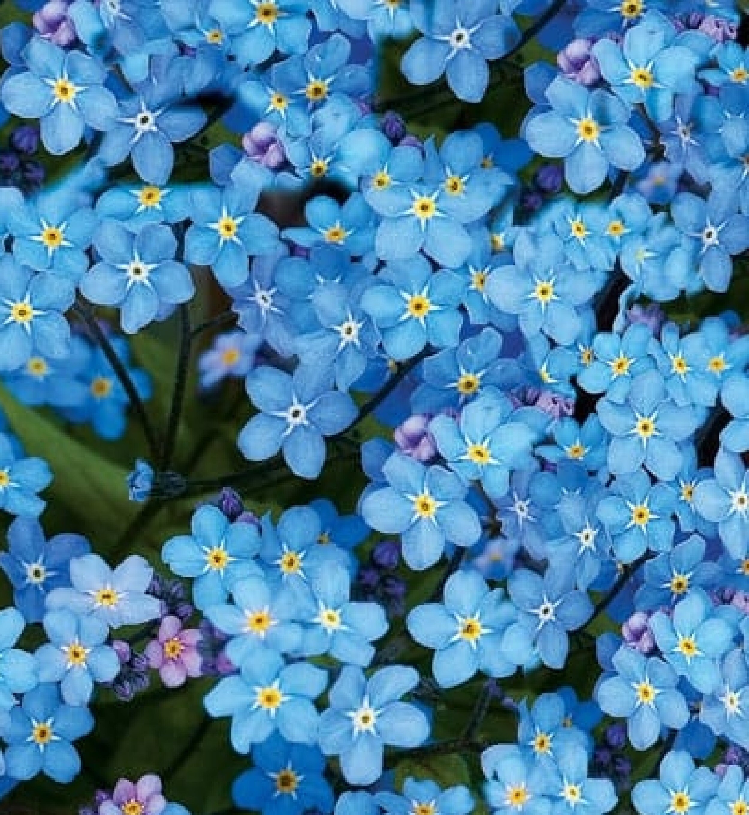 Alpine 60 Seeds Etsy