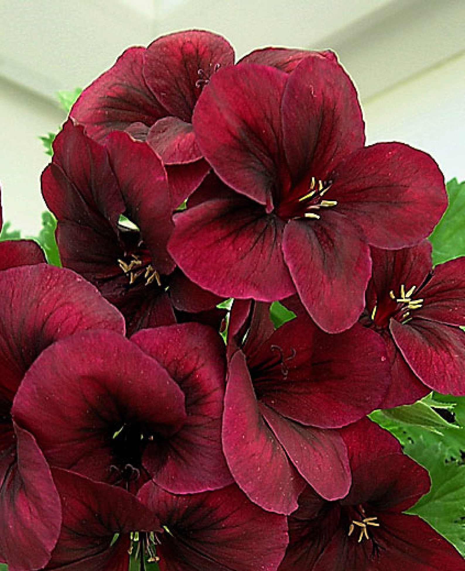 Geranium Chocolate 10 Seeds Etsy
