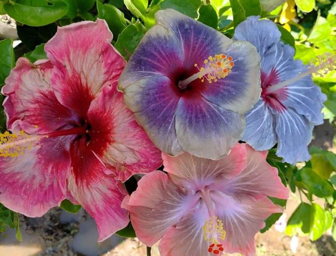 Hibiscus Hybrid Mix 60 Seeds Etsy