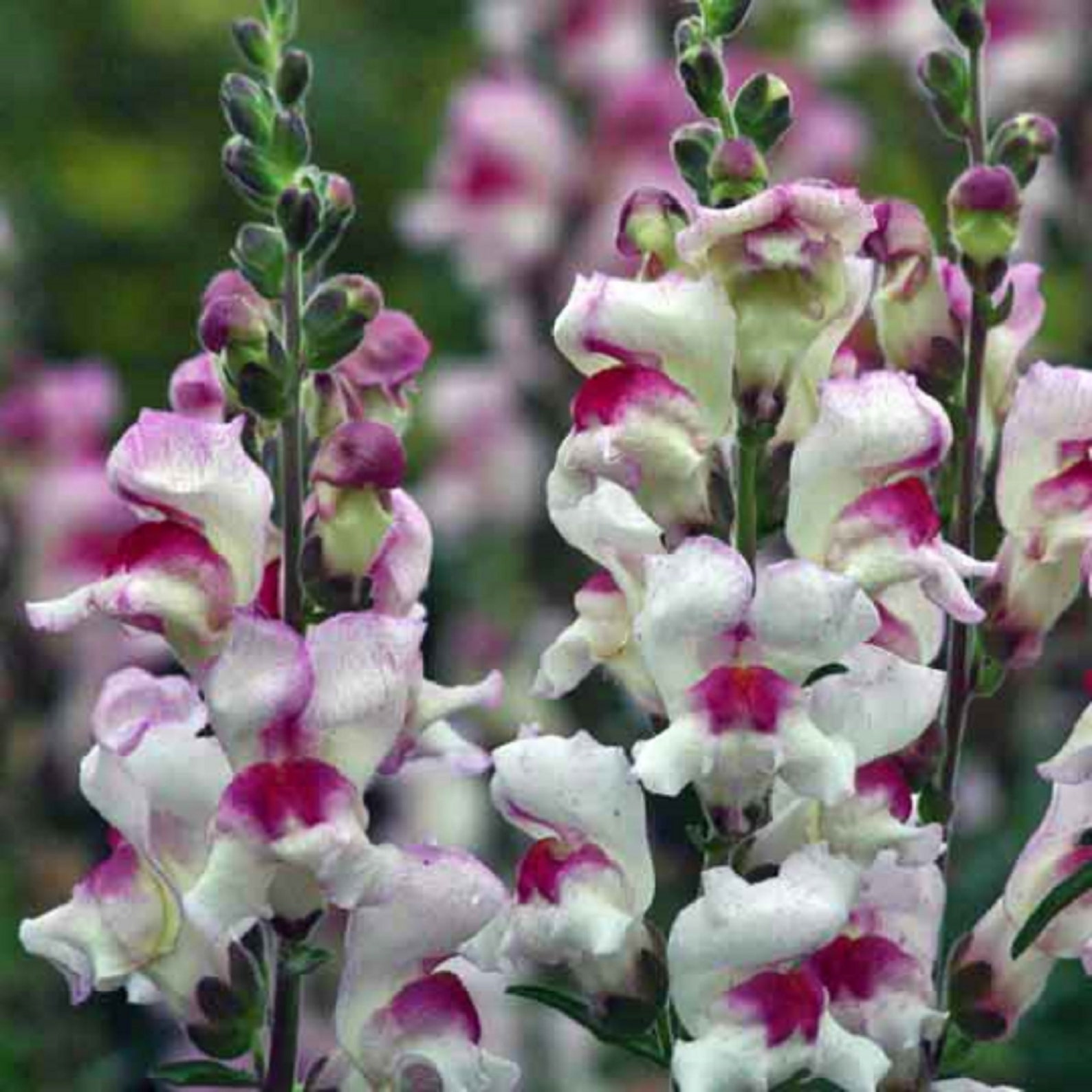 Snapdragon ' Lucky Lips ' 120 Seeds Etsy