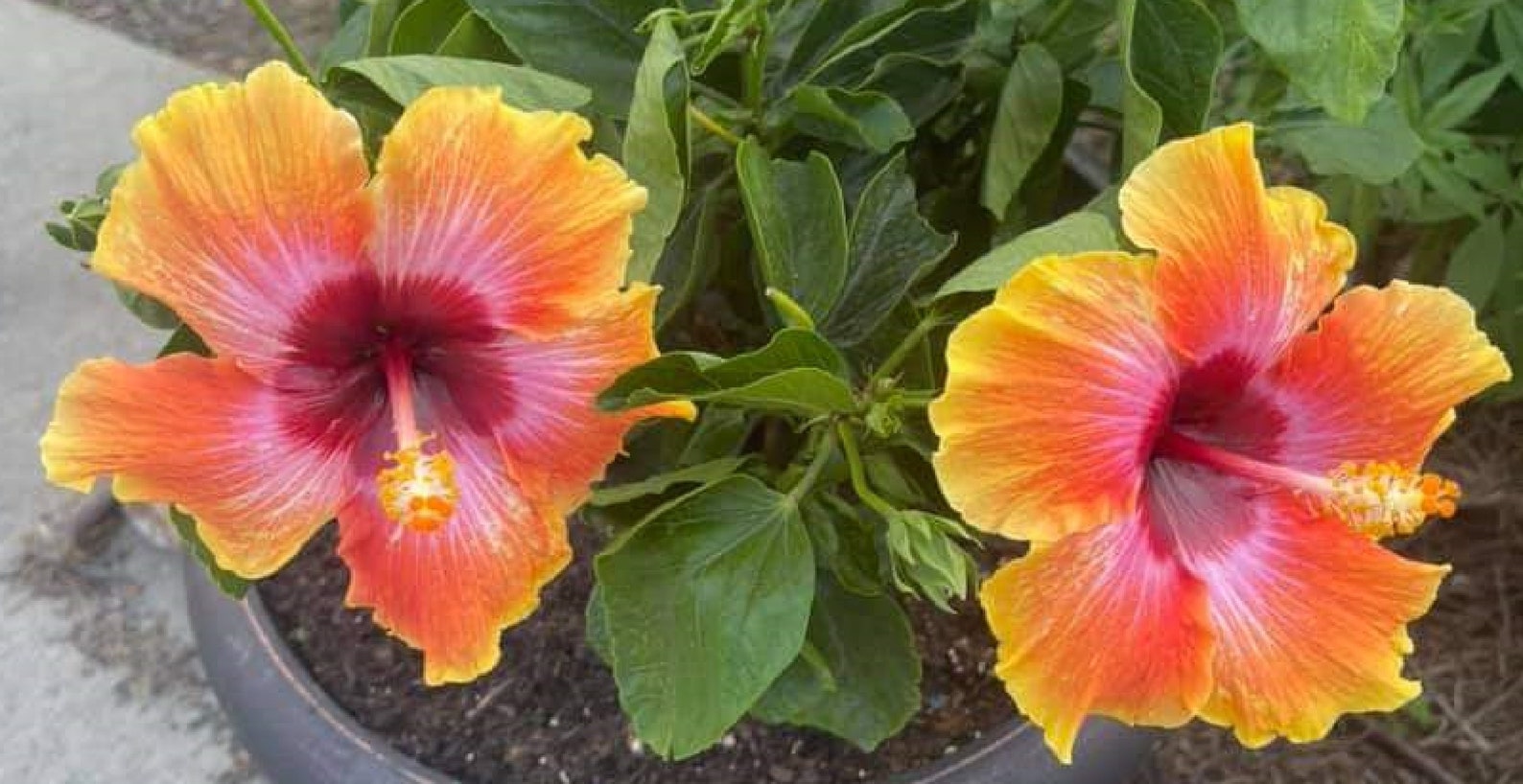 Hibiscus Hybrid Dream Mix 60 Seeds Etsy