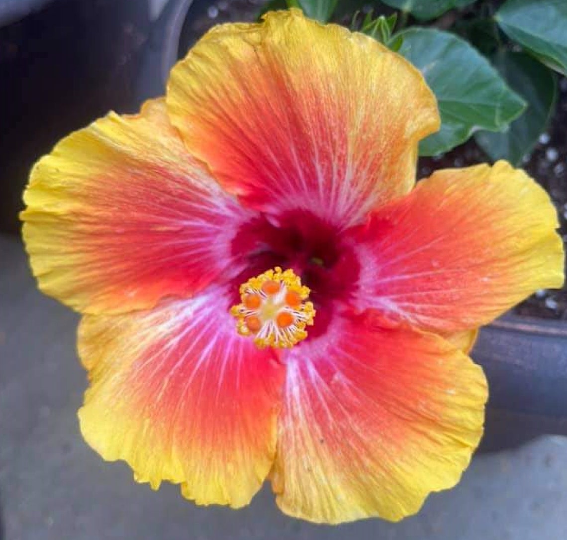 Hibiscus Hybrid Dream Mix 60 Seeds Etsy