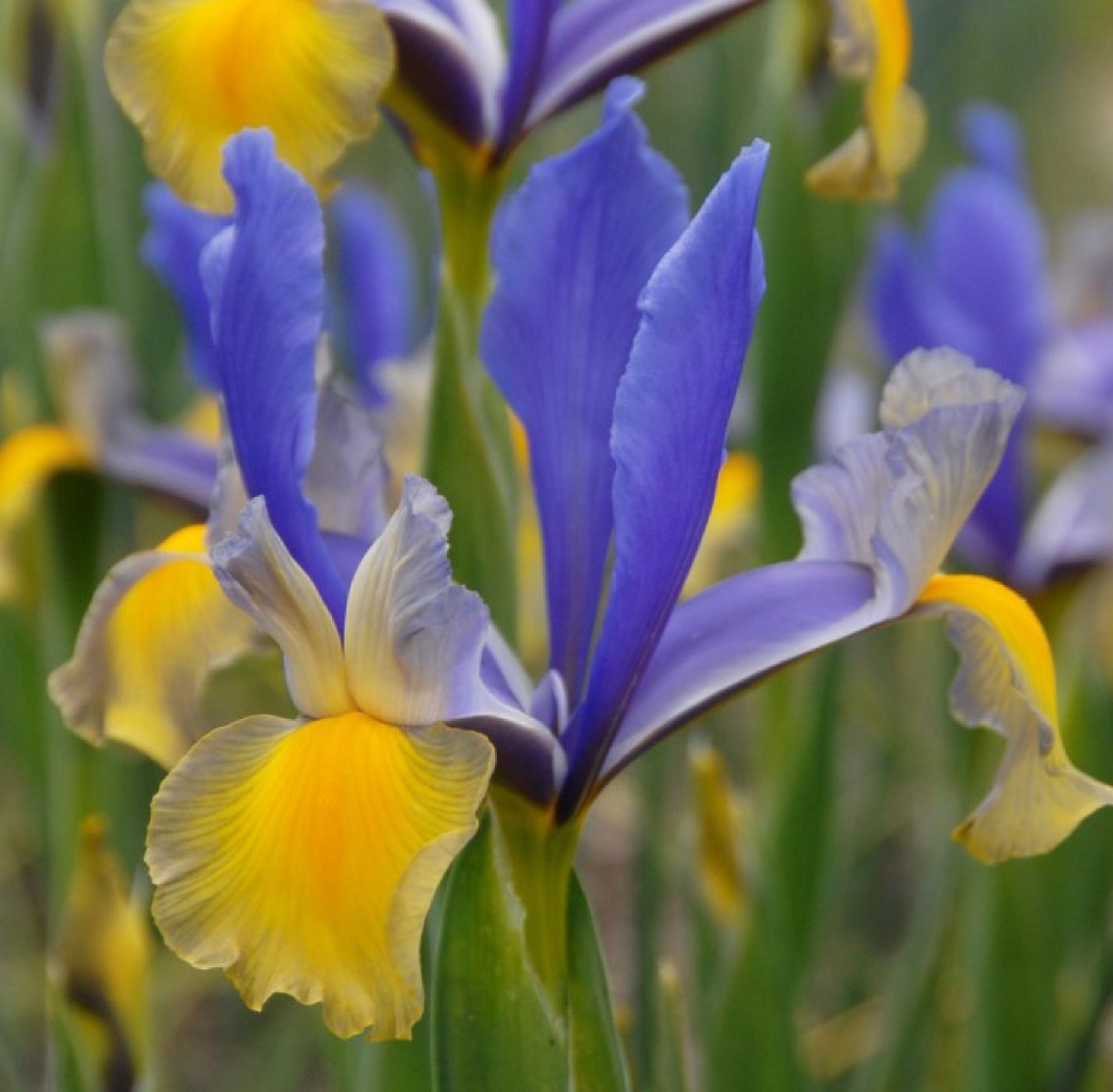 Iris hollandica 'Miss Saigon 4 Bulbs | Etsy