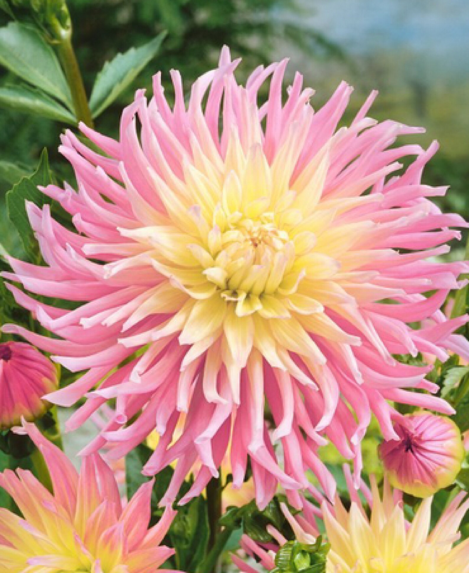 Dahlia Just Married 1 tuber | Etsy