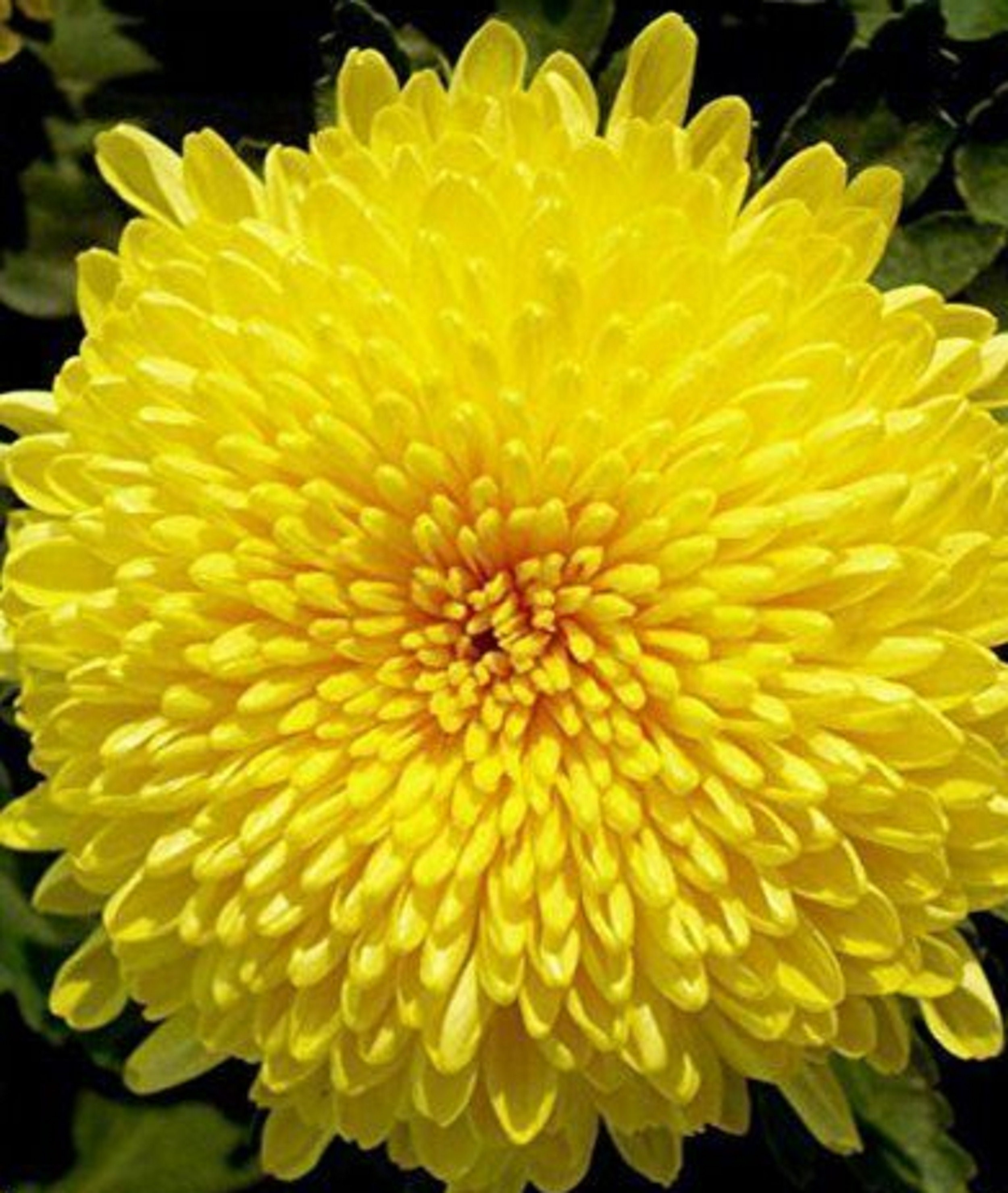 Chrysanthemum Yellow 80 Seeds Etsy