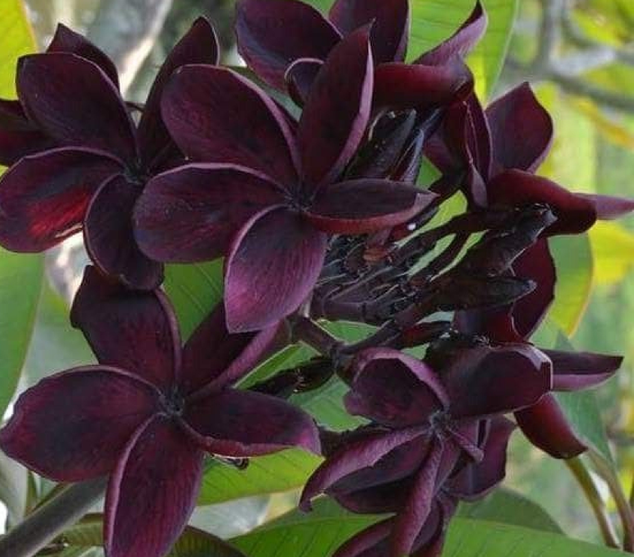 Frangipani Plumeria ' Dark Moon ' 5 Seeds Etsy