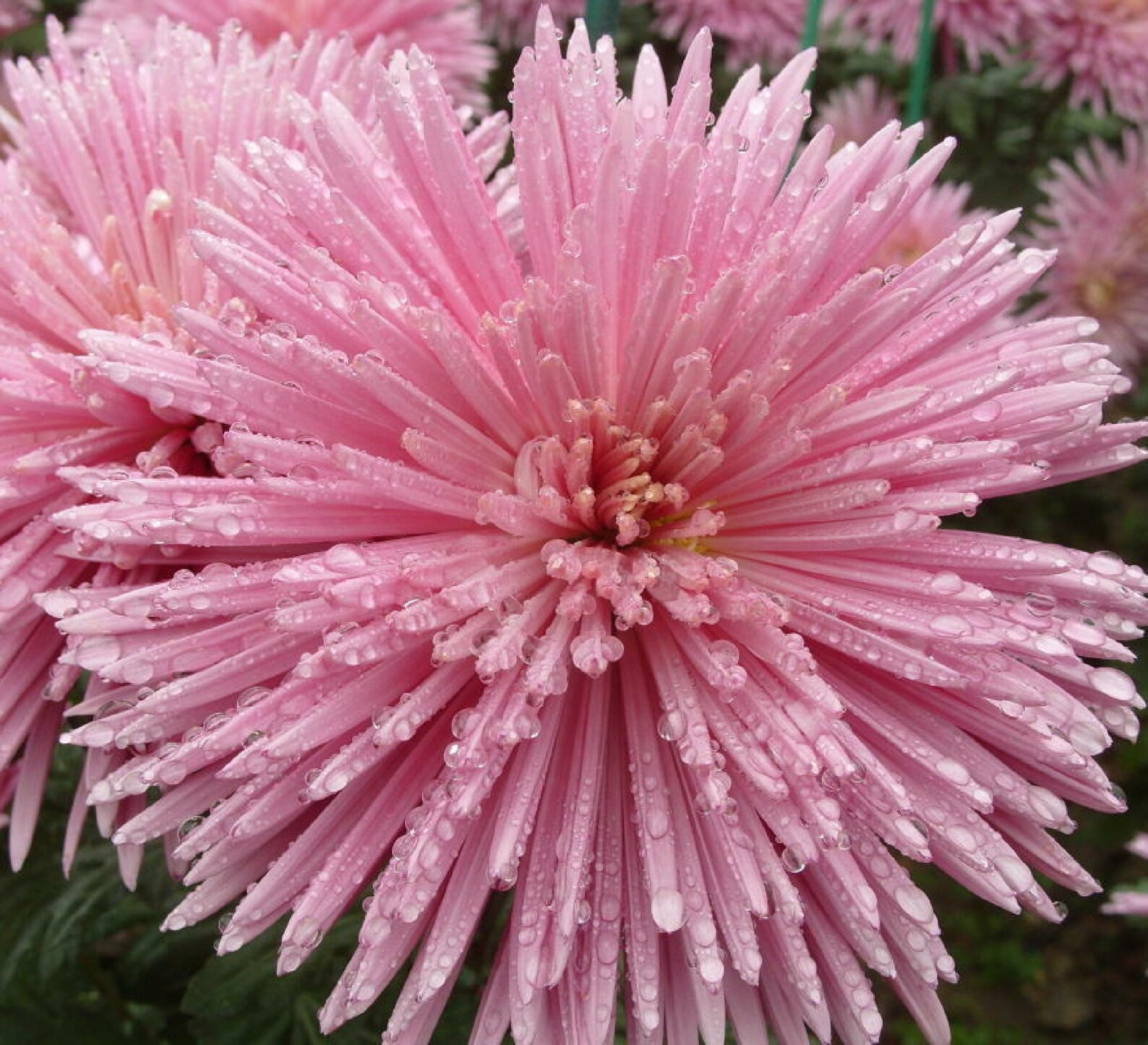 Chrysanthemum Firework 70 Seeds Etsy