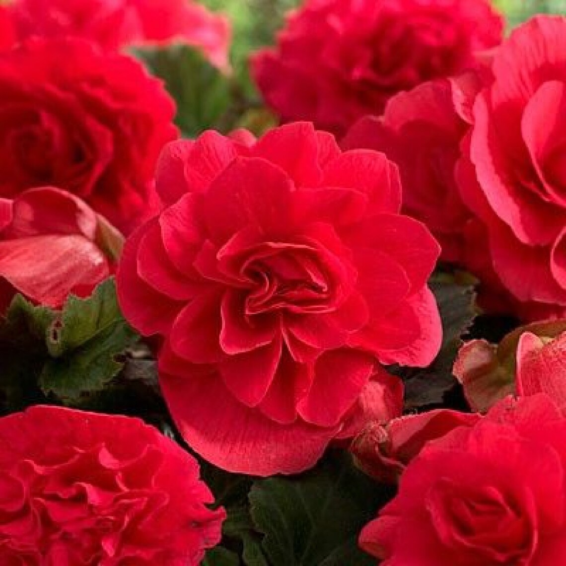 Begonia ' Double Red ' 3 Bulbs Etsy