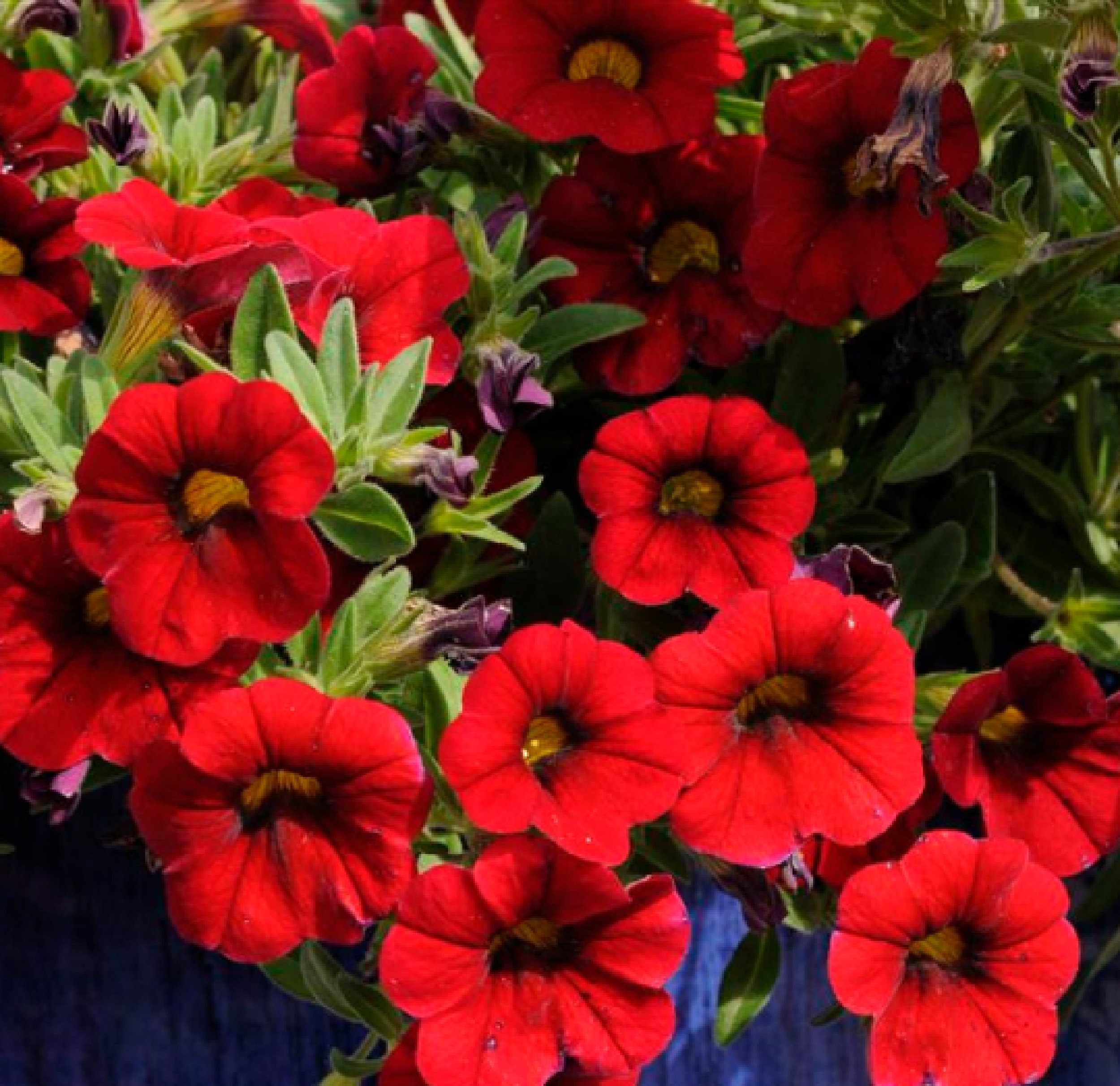 petunia seeds germination month petunia seeds germination month