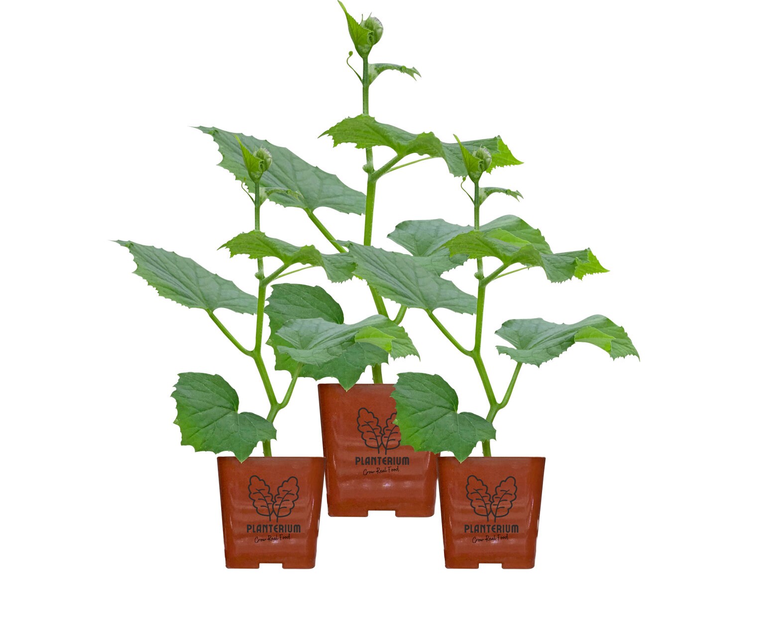 Three 3 Live Cucumber Plants H19 Little Leaf Variety Etsy