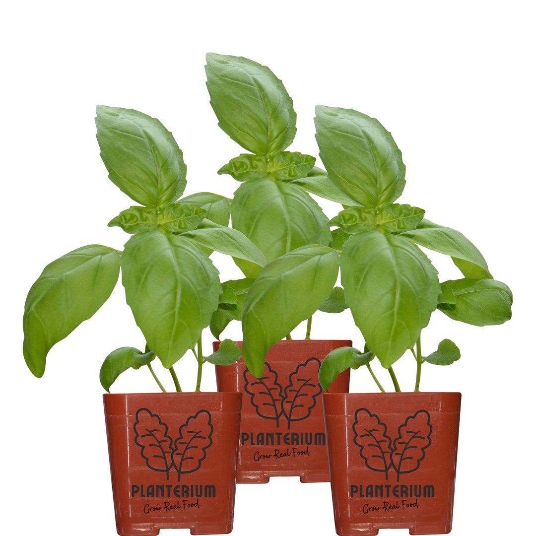 Three 3 Live Basil Plants Italian Large Leaf Organic 4 8 Etsy