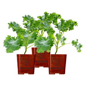 Three (3) Live Kale Plants | Dwarf Blue Curled Vates Variety | 4" - 8" Plants