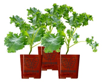 Three (3) Live Kale Plants | Dwarf Blue Curled Vates Variety | 4" - 8" Plants