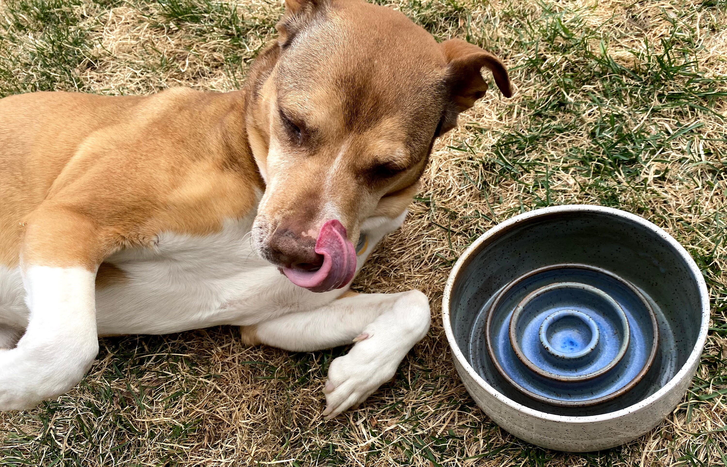 Handmade Ceramic Dog Bowl Slow Feeder Blue Etsy