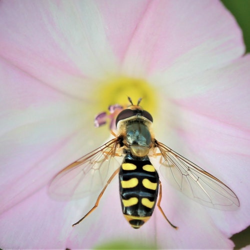 銅×ステンレス フランス製 オーバルパン 銅×ステンレス フランス製 オーバルパン