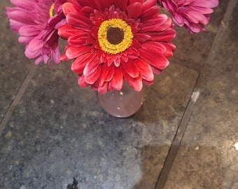 gerbera