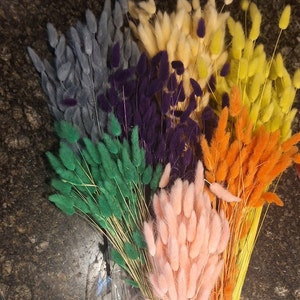 Dried Lagurus, Colourful Dried Bunny Tails, 60 stems, Excellent Quality Dyed Bunny Tails in Orange. Pink, Purple, Yellow, Grey, Beige