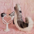 Grey Puppy Tail and Ears Set