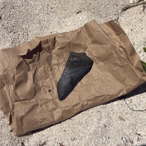 Megalodon Sharks Tooth Fragment Fossilized Genuine