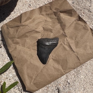 Fragment Megalodon Sharks Tooth Genuine Fossilized