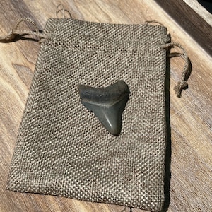 Juvenile Megalodon Sharks Tooth Genuine