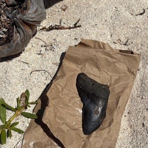Megalodon Sharks Tooth Fragment Fossilized Genuine