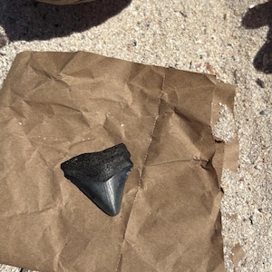 Juvenile Megalodon Sharks Tooth Genuine Rounded Edge