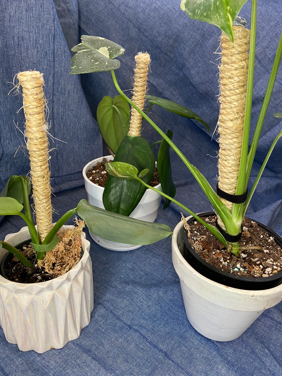 Jute Poles Houseplant Support Pole Climbing plants Tropical Etsy