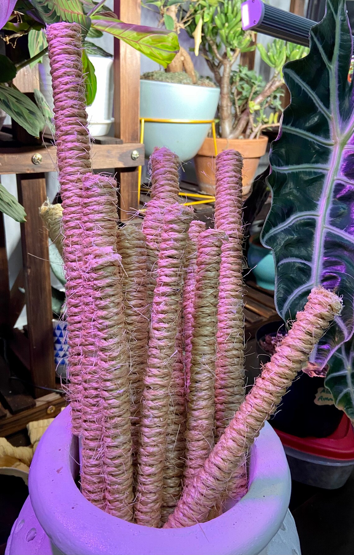 Jute Poles Houseplant Support Pole Climbing plants Tropical Etsy