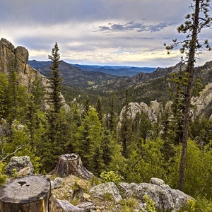 Custer: metallic print photographed from Custer State Park in South Dakota