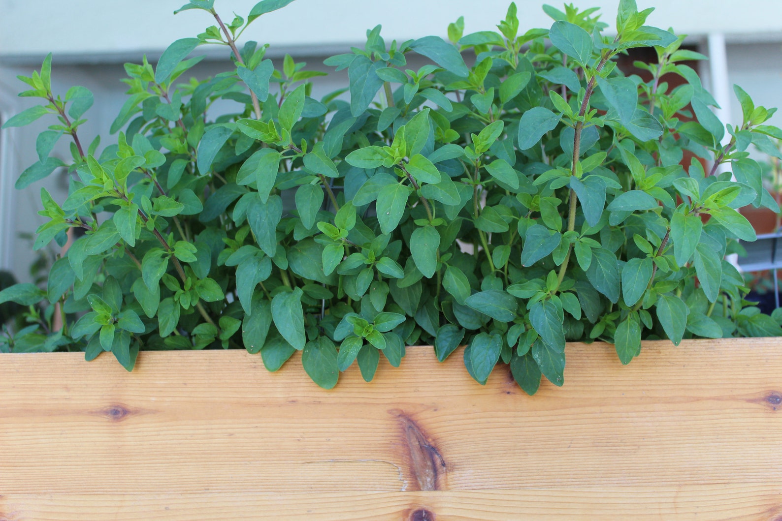 Italian Oregano Plant Etsy